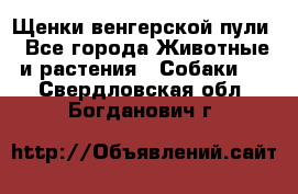 Щенки венгерской пули - Все города Животные и растения » Собаки   . Свердловская обл.,Богданович г.